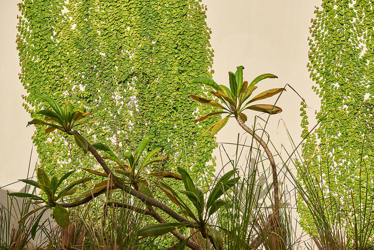 Bajan Estate, Caribbean